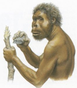 homo_habilis_busta